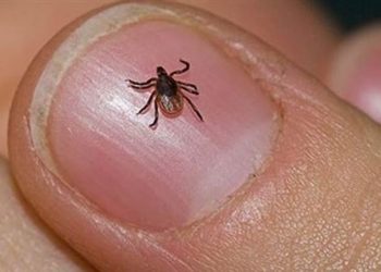 العراق : عشرات الإصابات والوفيات بالحمى النزفية