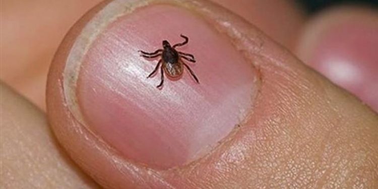 العراق : عشرات الإصابات والوفيات بالحمى النزفية