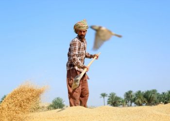 الجفاف وحرب أوكرانيا يفاقمان تراجع إنتاج القمح في العراق