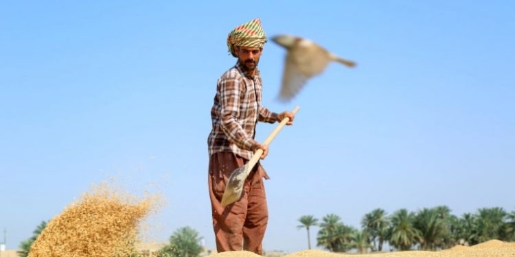 الجفاف وحرب أوكرانيا يفاقمان تراجع إنتاج القمح في العراق