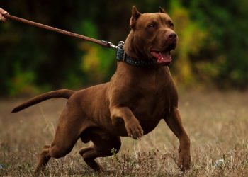 فتوى طهارة الكلاب و الخنازير تثير جدلاً واسعاً في مصر