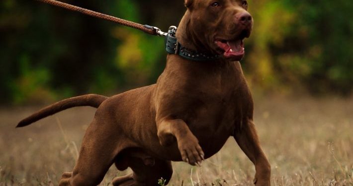 فتوى طهارة الكلاب و الخنازير تثير جدلاً واسعاً في مصر