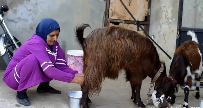 “امرأة حديدية”… لاجئة سورية ستينية في لبنان تكدّ لإطعام عائلتها