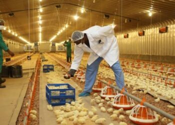 تنفيذ مشروع تطوير الرقابة على المشاريع الحيوانية في سلطنة عُمان