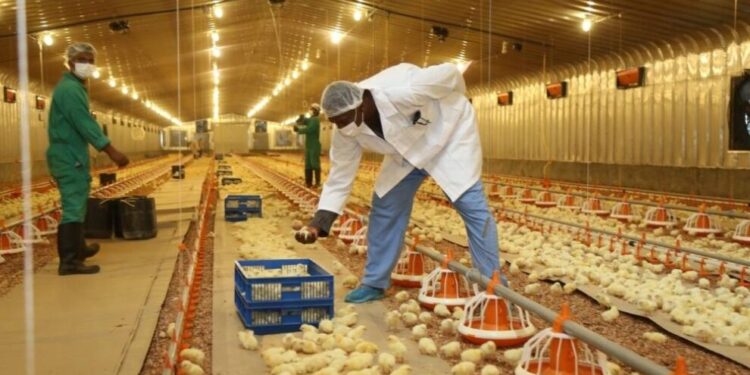 تنفيذ مشروع تطوير الرقابة على المشاريع الحيوانية في سلطنة عُمان